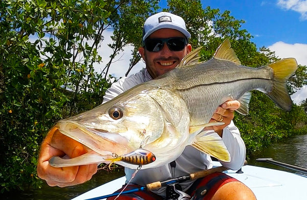 Dingo's Vertrex Vibe Box Bundle